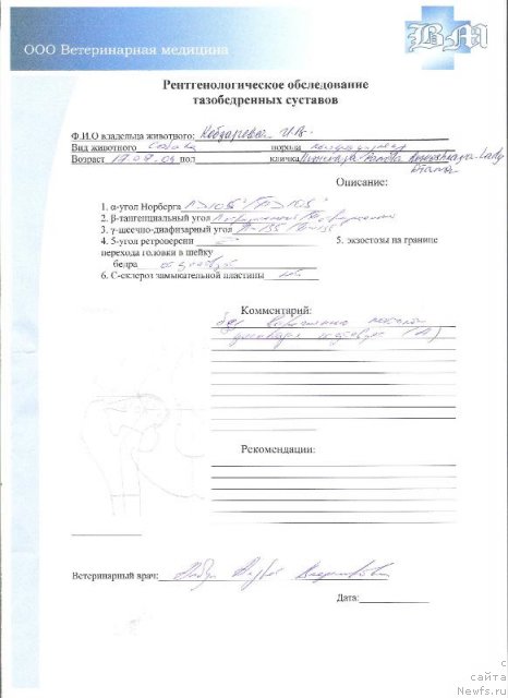 Фото: ньюфаундленд Плюшевая Панда Роскошная Леди Диана (Plushevaya Panda Roskoshnaya Lady Diana)