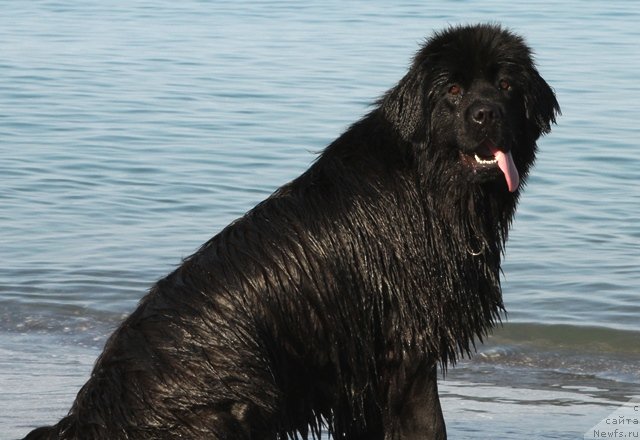 Фотография № 77720