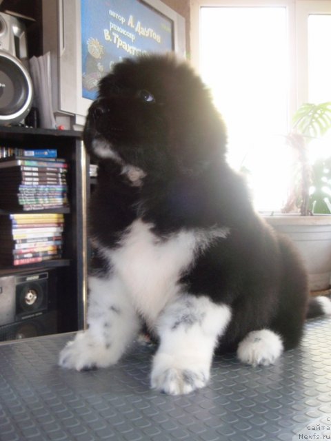 Фото: кобель 50 дней от, ньюфаундленд Веснушка на Счастье (Vesnushka na Shastie)