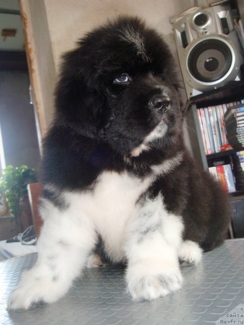 Фото: кобель, ньюфаундленд King of Helluland I'm Precious, ньюфаундленд Веснушка на Счастье (Vesnushka na Shastie)