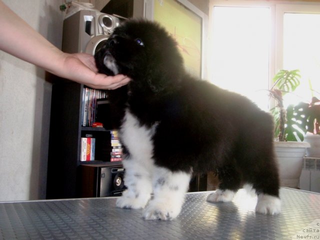 Фото: кобель от, ньюфаундленд King of Helluland I'm Precious, ньюфаундленд Веснушка на Счастье (Vesnushka na Shastie)