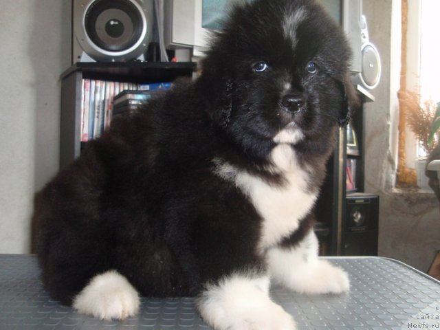 Фото: девочка от, ньюфаундленд King of Helluland I'm Precious, ньюфаундленд Веснушка на Счастье (Vesnushka na Shastie)