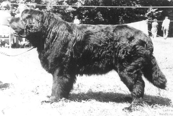 Фото: ньюфаундленд Орро