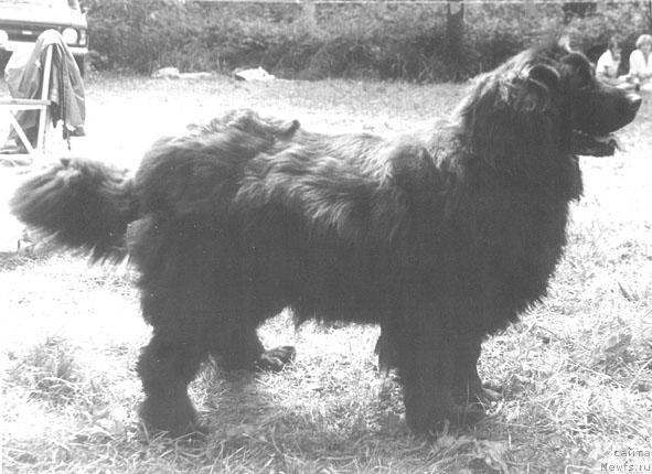 Фото: ньюфаундленд Симона