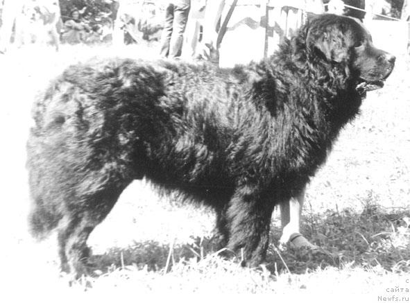 Фото: ньюфаундленд Цегги Кондор