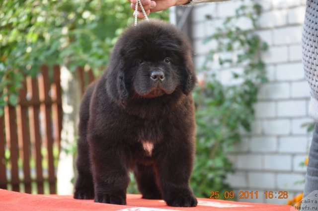 Фото: ньюфаундленд Звездный Дар Афина для Берега Дона (Zvezdnij Dar Afina dlja Berega Dona)