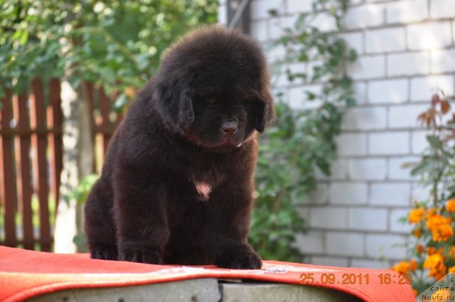 Фото: ньюфаундленд Звездный Дар Афина для Берега Дона (Zvezdnij Dar Afina dlja Berega Dona)