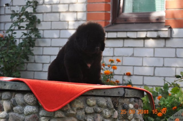 Фото: ньюфаундленд Звездный Дар Афина для Берега Дона (Zvezdnij Dar Afina dlja Berega Dona)