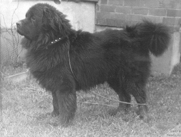 Фото: ньюфаундленд Ланч Гел Сандж