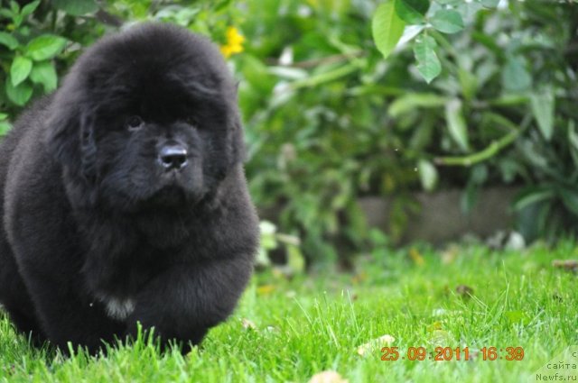 Фото: ньюфаундленд Звездный Дар Афина для Берега Дона (Zvezdnij Dar Afina dlja Berega Dona)