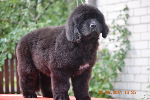 Фото: ньюфаундленд Звездный Дар Афродита (Zvezdnij Dar Afrodita)