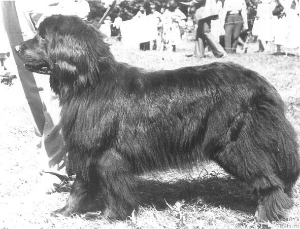 Фото: ньюфаундленд Вендеур Сибилла