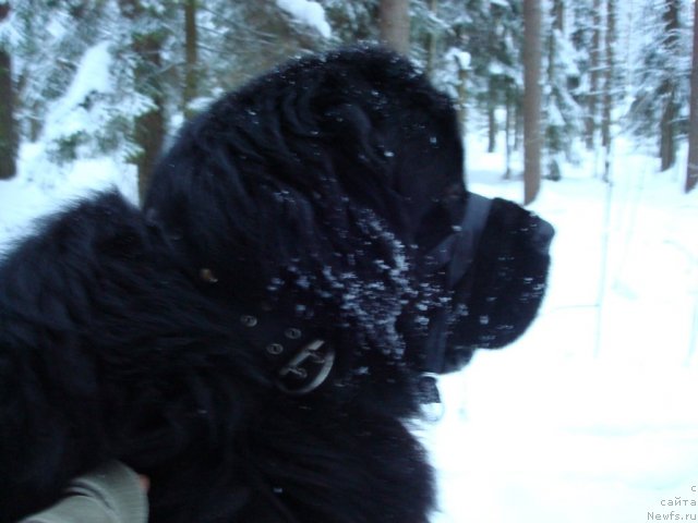 Фото: ньюфаундленд Смигар Дар Божий