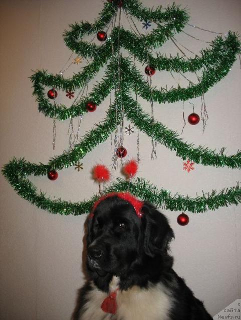 Фото: ньюфаундленд Маг Исполин Елана (Mag Ispolin Elana)