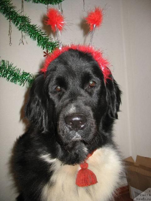 Фото: ньюфаундленд Маг Исполин Елана (Mag Ispolin Elana)