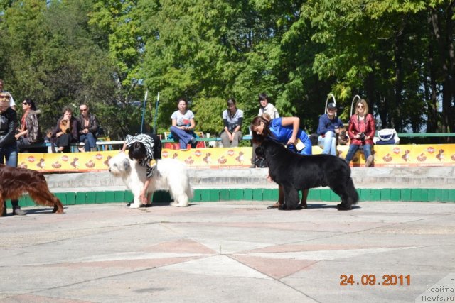 Фото: ньюфаундленд Сент Джонс Роллекс (Sent Djons Rollex)