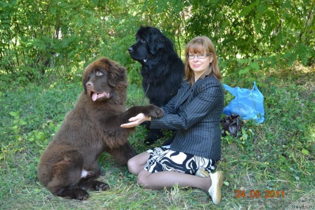 Фото: ньюфаундленд Акватория Келвин Риверданс (Aquatoriya Kelvin Riverdance), ньюфаундленд I'm Little Princess Midnight Bear