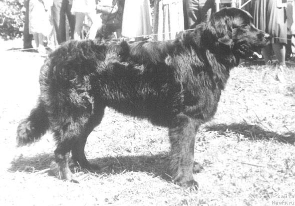 Фото: ньюфаундленд Немрад Норма