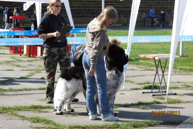 Фото: ньюфаундленд Плюшевая Панда Стиль-Санкт-Петербурга