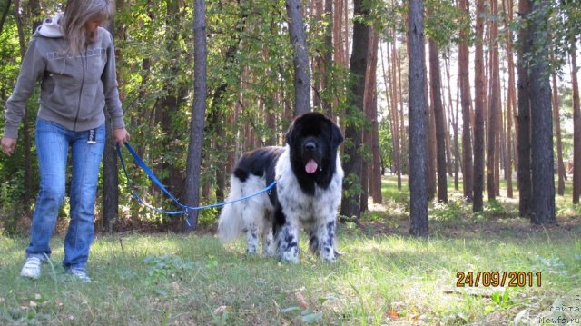 Фото: ньюфаундленд Плюшевая Панда Стиль-Санкт-Петербурга