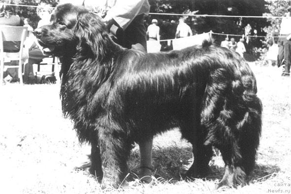 Фото: ньюфаундленд Амави Эсмоук