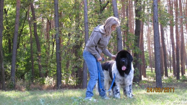 Фото: ньюфаундленд Плюшевая Панда Стиль-Санкт-Петербурга