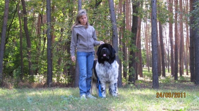 Фото: ньюфаундленд Плюшевая Панда Стиль-Санкт-Петербурга