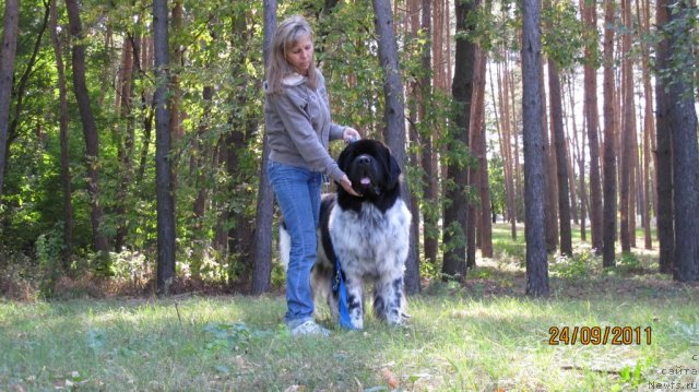 Фото: ньюфаундленд Плюшевая Панда Стиль-Санкт-Петербурга, Светлана Мороз