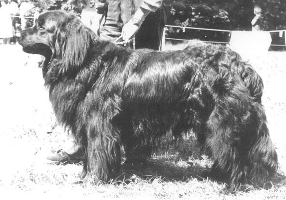 Фото: ньюфаундленд Юси Ванема