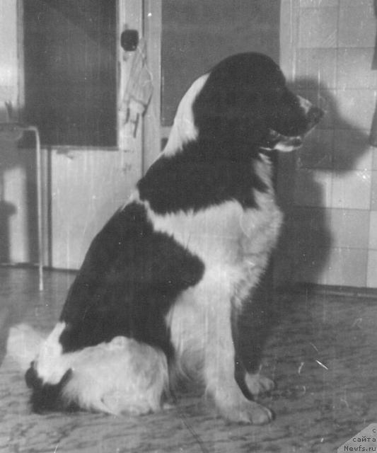 Фото: ньюфаундленд Рикша