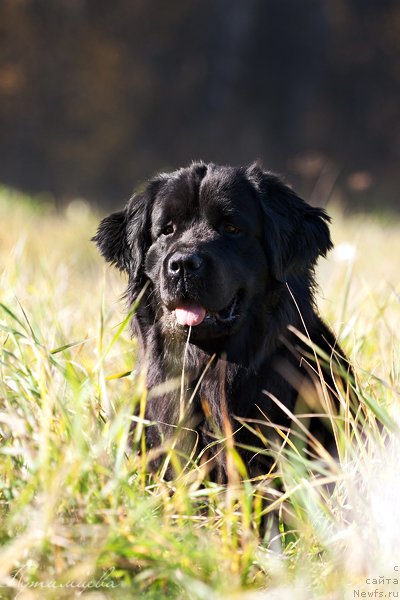 Фото: ньюфаундленд Звезда Удачи от Марлеон Дусвик
