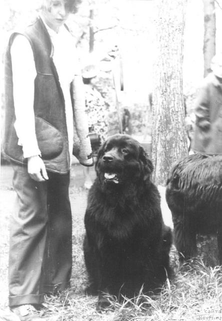 Фото: ньюфаундленд Панда Бей