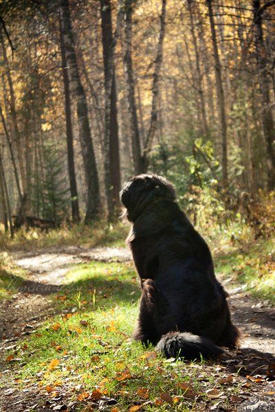 Фото: ньюфаундленд Звезда Удачи от Марлеон Дусвик