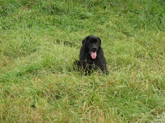 Фото: ньюфаундленд Несси Блэк с  Лесной Заимки