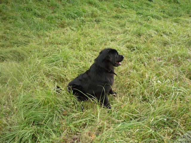 Фото: ньюфаундленд Несси Блэк с  Лесной Заимки