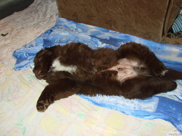 Фото: ньюфаундленд Обуш Шед Янтарный Поцелуй