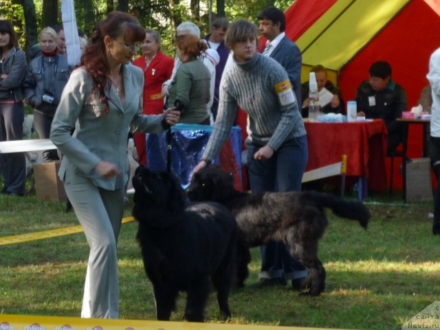 Фото: Наталья Воронова, ньюфаундленд Несси Блэк с  Лесной Заимки