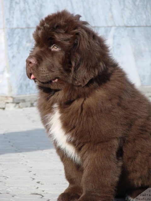 Фото: ньюфаундленд Обуш Шед Янтарный Поцелуй