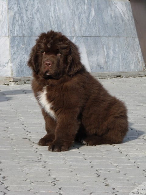 Фото: ньюфаундленд Обуш Шед Янтарный Поцелуй