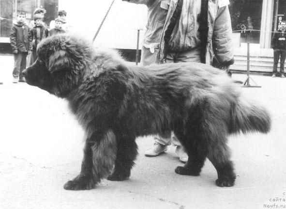 Фото: ньюфаундленд Ян Браун Жанэ Барри Биэ