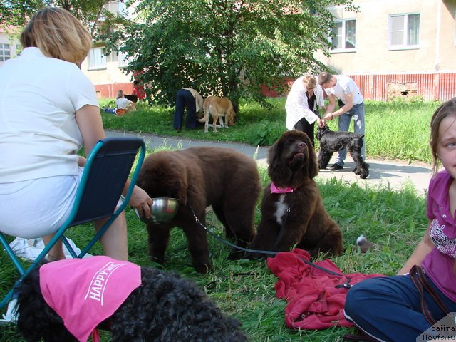 Фото: ньюфаундленд Обуш Шед Якутия (Obush Shed Yakutia), ньюфаундленд Обуш Шед Янтарный Поцелуй