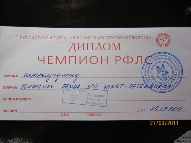 Фото: ньюфаундленд Плюшевая Панда Стиль-Санкт-Петербурга