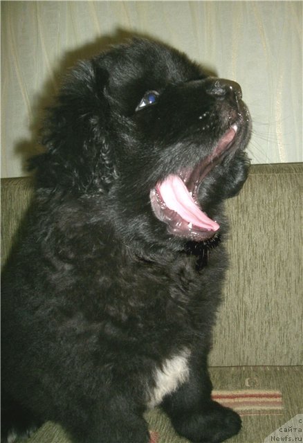 Фото: Кипер Соул Лайон Хэерт
Keeper Soul Lion Heart
Хранитель Души Львиное Сердце