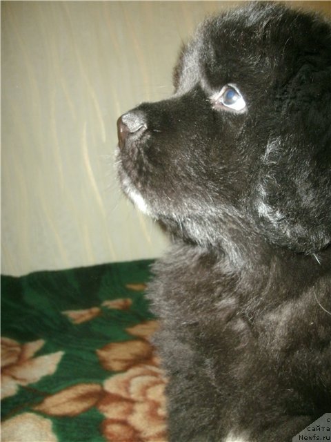 Фото: Кипер Соул Лайон Хэерт
Keeper Soul Lion Heart
Хранитель Души Львиное Сердце