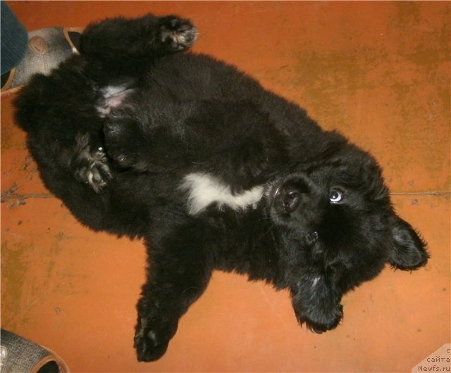 Фото: Кипер Соул Лайон Хэерт
Keeper Soul Lion Heart
Хранитель Души Львиное Сердце