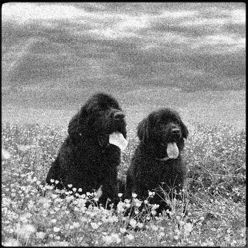 Фото: ньюфаундленд Сент Джонс Есенин (Sent Djons Esenin), ньюфаундленд Потап Парис