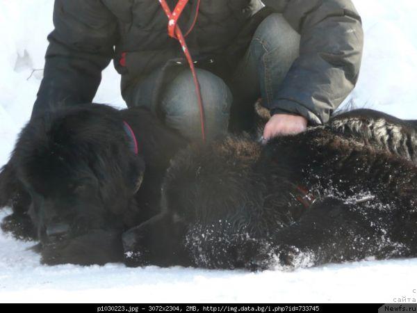 Фото: ньюфаундленд Eleganza vom Darius Land