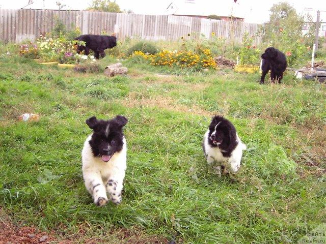 Фотография № 77908