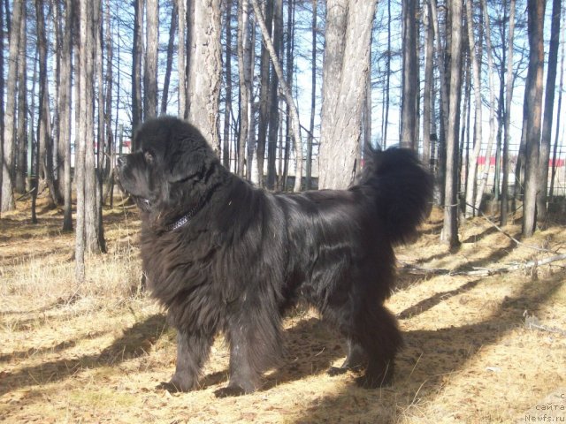 Фото: ньюфаундленд Карат из Медвежьего Яра (Karat iz Medvejyego Yara)