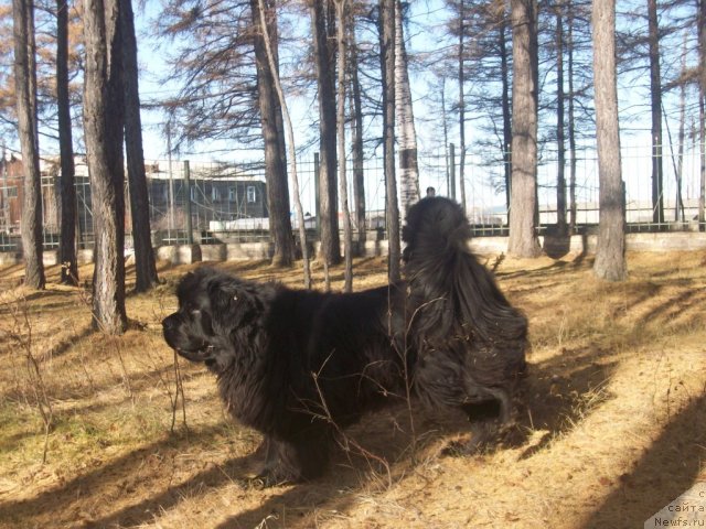 Фото: ньюфаундленд Ярада из Сибирской Глубинки (Yarada iz Sibirskoy Glubinki)